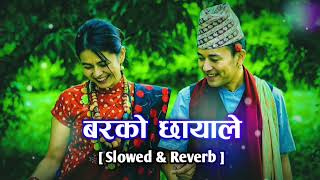 Barko Chhayale 🥰 [ Slowed + Reverb ] New Nepali Romantic song - ft.Govinda, Kamala & Karuna - Lofi