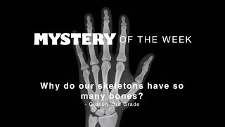Why do our skeletons have so many bones?