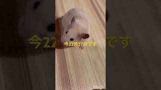 おはようございます🐹今起きました#kawaii #ハムスター #japan #かわいい #キンクマ #癒し #可愛い #pets #ペット #cute #follow #おはよう