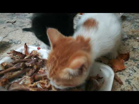 Nathaniel Black Cat Was Hungry Along With Sister Jacklin