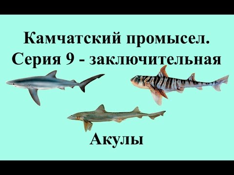 Русская Рыбалка 3.99 Камчатский промысел 9 - Акулы - Заключение