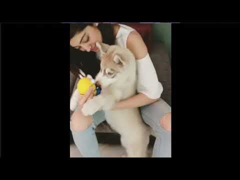 pranitha unseen photos with her pet
