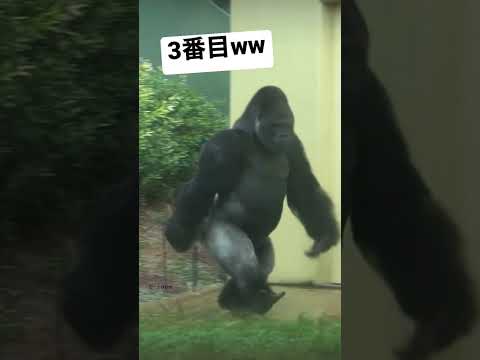 TikTokビデオは面白いはずだが、拷問された動物が映っている