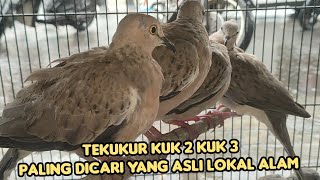 Download lagu MEASURE A KUK 2 KUK 3 MOST SEARCHED ORIGINAL LOCAL NATURAL mp3 Download lagu MEASURE A KUK 2 KUK 3 MOST SEARCHED ORIGINAL LOCAL NATURAL mp3