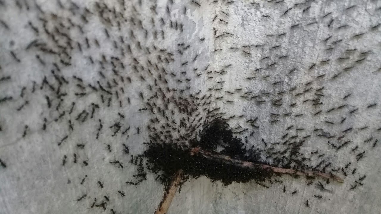 Putar video bakit ang daming langgam anong ibig sabihin nito sekarang bakit ang daming langgam anong ibig sabihin nito