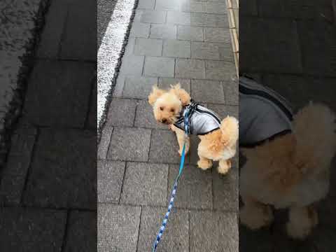経営学科 暴風雨でブルブルして雨露を振り払うトイプードル9ヶ月 #toypoodle #puppy #トイプードル