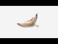 Kishi Bashi Summer Of '42