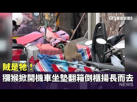 賊是牠！　獼猴掀開機車坐墊翻箱倒櫃揚長而去