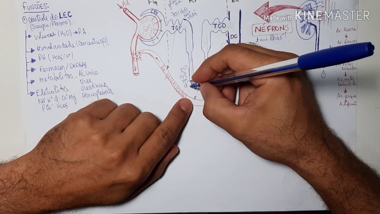 FISIOLOGIA RENAL - DIURÉTICOS 1