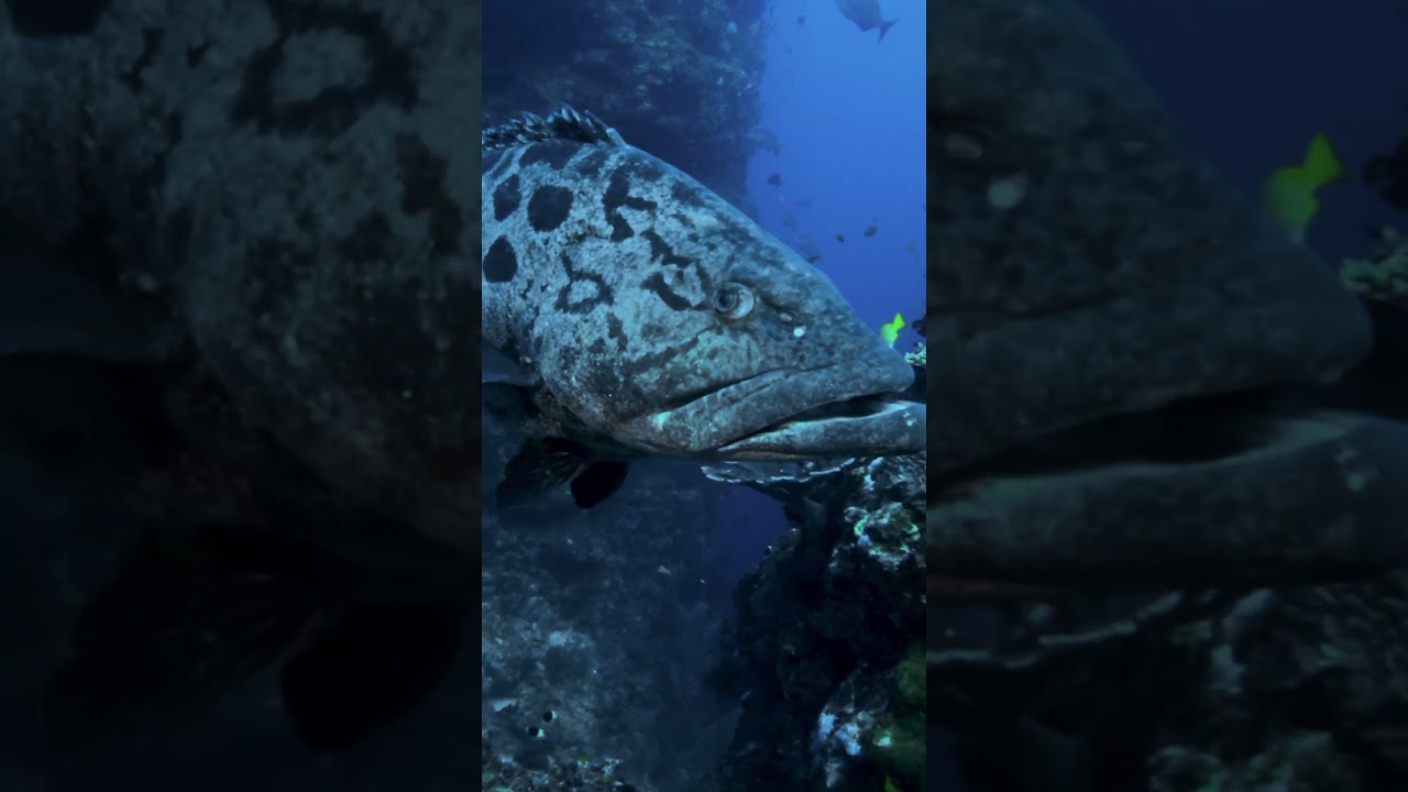 Caught Red-handed  #saveourseasfoundation #potatogrouper #grouper #bass #reeffish #videography