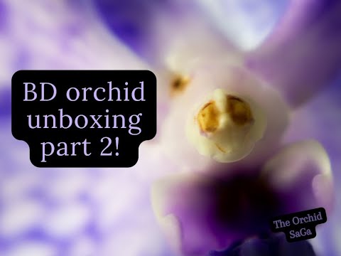 Birthday orchid unboxing, part 2! :D