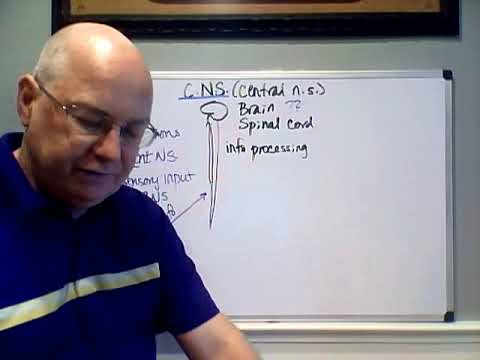 Professor Long - Nervous System Lecture 1, Organization of the Nervous System