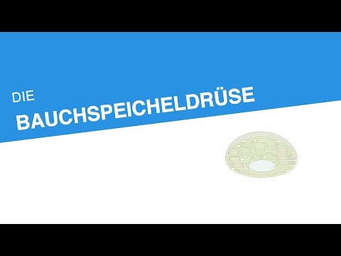 DIE BAUCHSPEICHELDRÜSE | Biologie | Stoffwechselbiologie