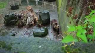 Česky Krumlov, song my Magnetic Fields, &quot;you love to fail&quot;