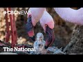 TheMoment Two Male Flamingos Became Dads