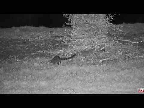 Large spotted Genet and a Striped Polecat hunting