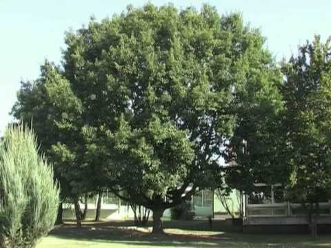 Ulicama i okolicom Nove Gradiške.avi