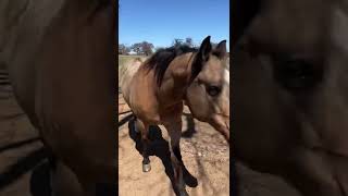 My Quarter Horse Dream