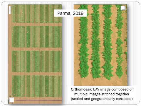 Use of Remote Sensing for Improved Nitrogen and Water Management in Sugar Beets