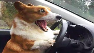 Dogs Are The Most Dramatic Animals - Funniest Dog Videos Ever | Cool Pets