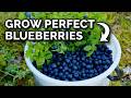 Grow Blueberries In Containers The RIGHT Way