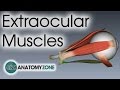 Extraocular Muscles | Eye Anatomy