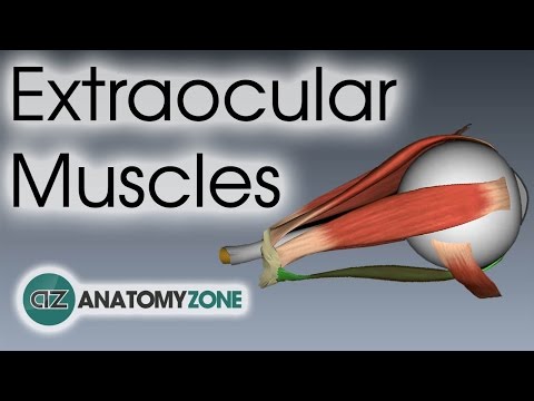 Extraocular Muscles | Eye Anatomy