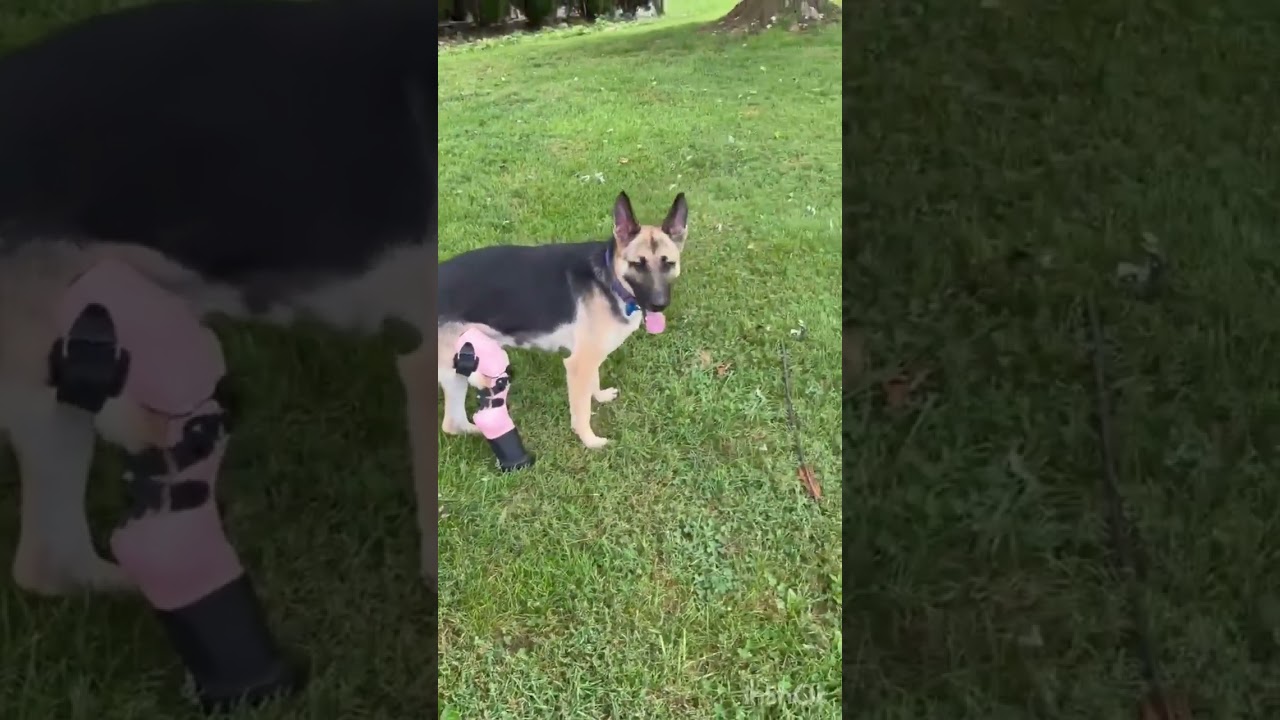 Enlarge Molly, an adopted German Shepherd Dog in Greeneville, TN video 5/5