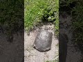 The THREATENED Gopher Tortoise