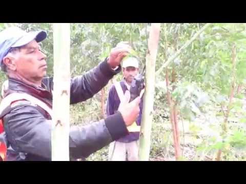 AGROIMPORT - TIJERA ELECTRICA DE PODA "COBRA" - FORESTALES -
