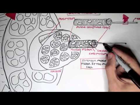 Myology - Skeletal Muscle (Structure)