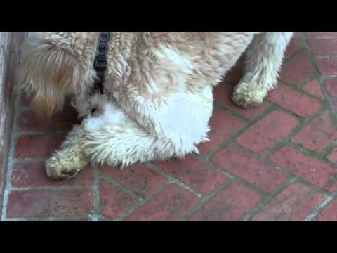 Tanner, an adopted Poodle & Golden Retriever Mix in Fort Bragg, CA_image-1