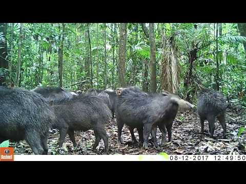 провинция Тамбопата (Tambopata), регион Мадре-де-Диос (Madre de Dios), Перу, март 2019