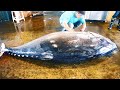 500KG giant bluefin tuna cutting for Sashimi