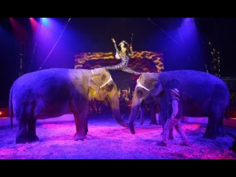 Una sera al circo 🎪 One night at the circus 🎪 Uma noite no circo 🎪 Une nuit au cirque