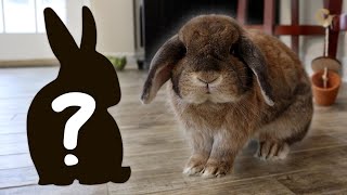 Getting a Second Rabbit?