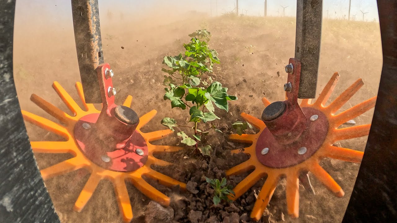 Finger Weeders On An Organic Cotton Farm: The Key To Reducing Hand Hoeing On 3,600 Acres