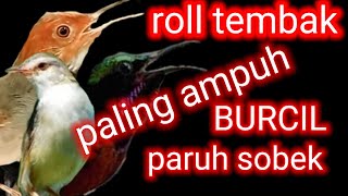 Download lagu ROLL TEMBAK KASAR ||masteran burung kecil ||tembakan speed rapat mp3