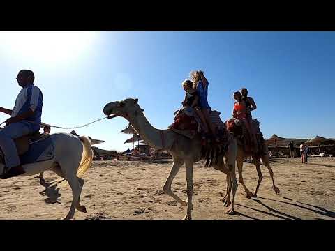 jízda na velbloudech / Abu Dabbab