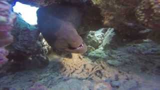 preview picture of video 'Giant morays in Tiran - Egypt - December 2014'