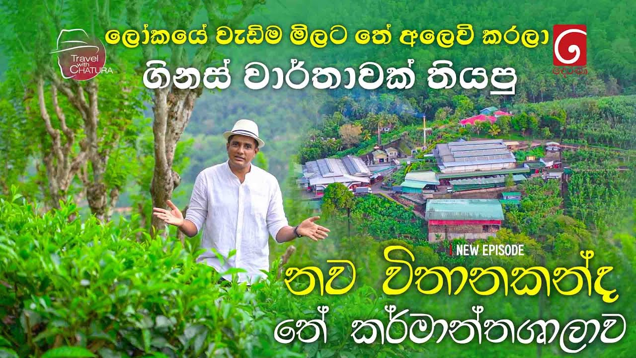 ලෝකයේ වැඩිම මිලට තේ අලෙවි කරලා ගිනස් වාර්තාවක් තියපු