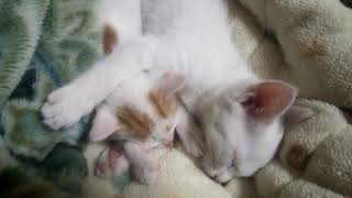 子猫時代❤