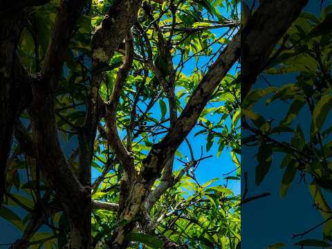 Uma Jornada Pelo Sítio em Pindoba: Conexão, Paz e Natureza
