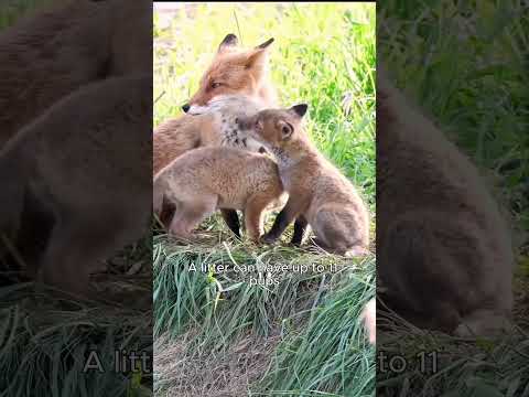 Canines that behave more like cats than dogs #fox #animalfacts