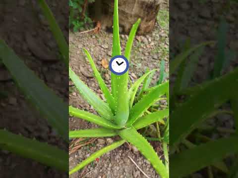 Segudang Manfaat Daun Lidah Buaya #shorts #shoot #fypシ #shortsvideo #fpyシ