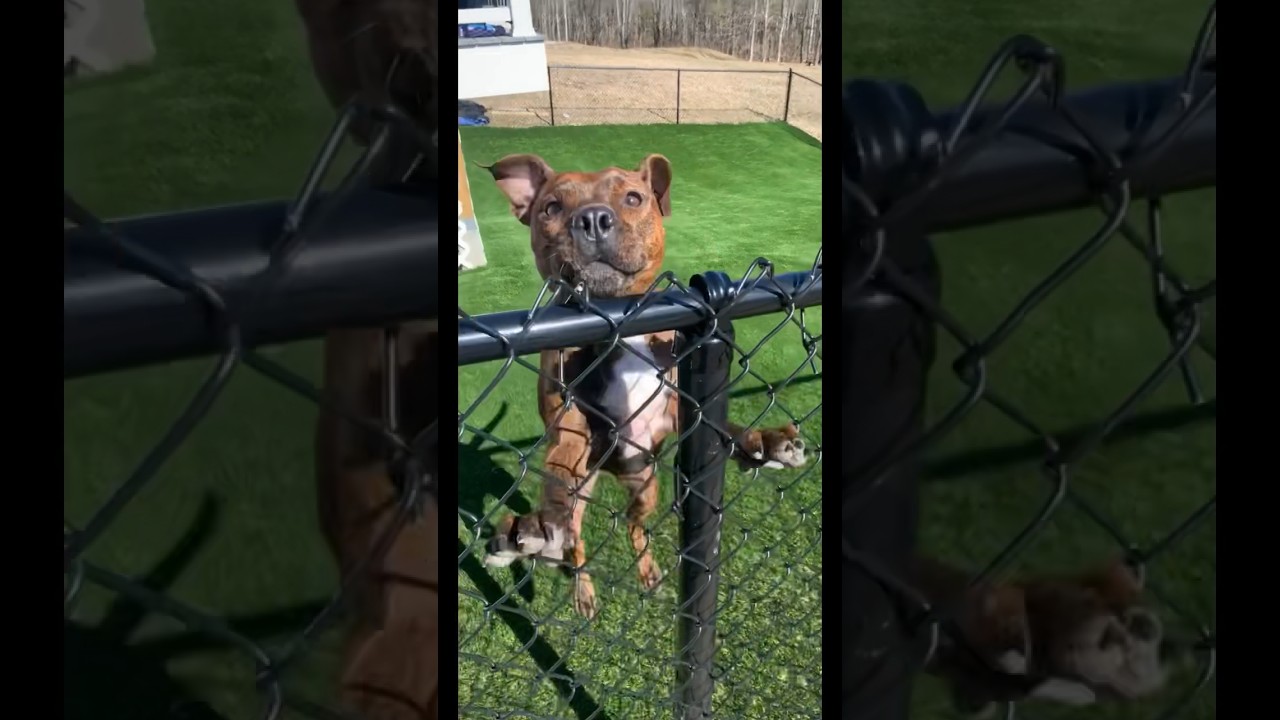 Pet-Friendly Artificial Grass — Safe for Dogs & Kids