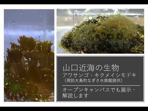 【山口大学OC2025／農学部／生物機能科学科】13 環境微生物学分野