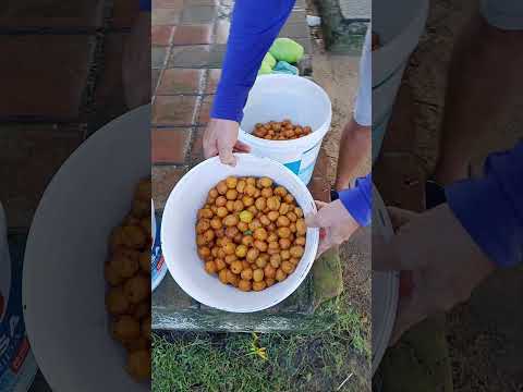 colhendo caja em VILA VELHA na ilha de Itamaracá PE #sítio #frutas #arvores #colhendo #ilha