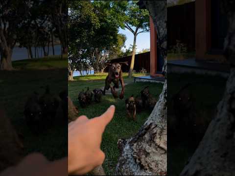 A CACHORRA TROUXE VÁRIOS FILHOTES SKINWALKER