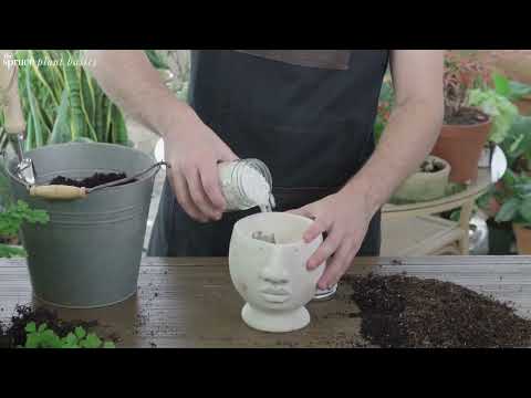 How to Grow and Care for Maidenhair Fern Indoors